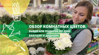 Обзор комнатных цветов в Гринвилль: выбираем подарок ко дню бабушек и дедушек!