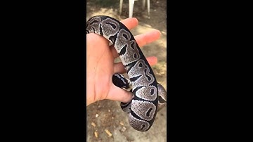 Ball Python Morphs: VPI Axanthic