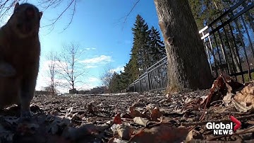 Caught on Video - Squirrel Takes GoPro  Camera Up Tree, Then Drops It.