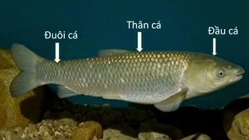 KPKH: trò chuyện về một số con vật sống dưới nước