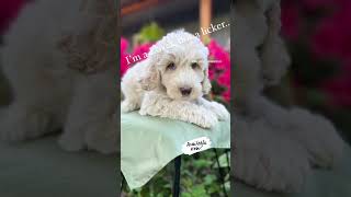 I’m a lover, not a licker! #cutepet #sweetpuppy #cutepuppy #cute #labradoodles #puppy #dog #poodle