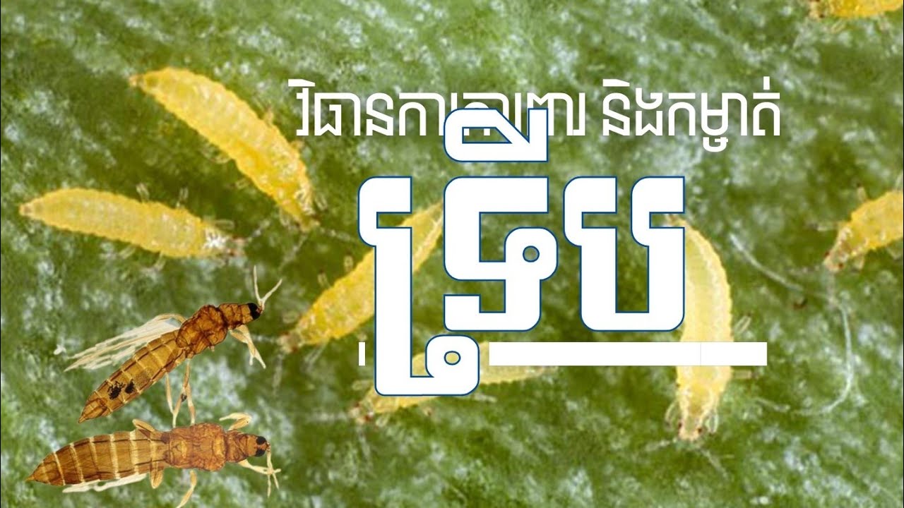 ទ្រីប លក្ខណៈជីវសាស្ត្រ ការការពារ និងកម្ចាត់