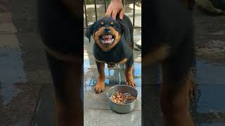 My dog attacked on my hand||aggressive Rottweiler 😲😲😲#aggressivedog