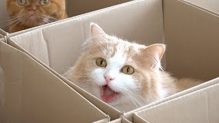 The Inescapable Cat Trap! (ENG SUB)