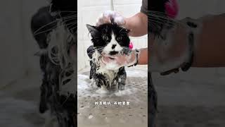 Little Piggy - Liang Liang - A Day of Bathing~ #Cats taking baths #Daily record of a cute pet #The c