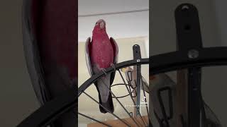 Mickey the galah talking on his cage.