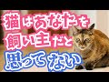 まさかの事実！猫はあなたのことを飼い主と思っていない！？