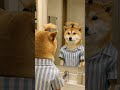 Don't try this at home! (Shiba Edition) 🐶💇‍♂️ #Shorts #shibainu #柴犬