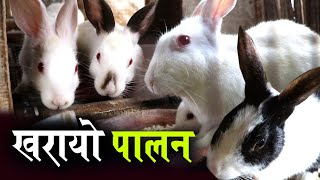 खाडीको कमाईलाई जित्ने खरायो पालन, एक जोडीबाट हजारौं उत्पादन | Rabbit Farming in Nepal | Amrit Subba