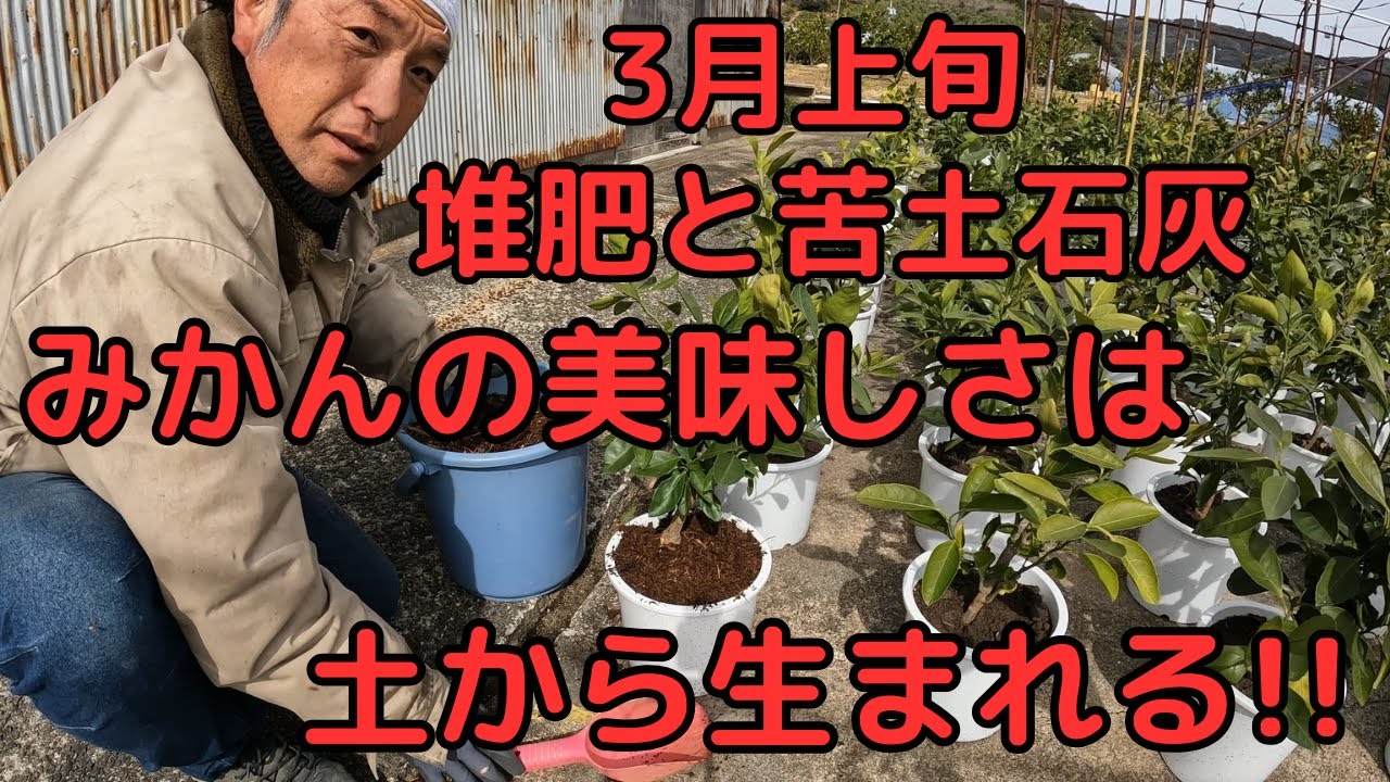【鉢植えカンキツ】「堆肥」と「苦土石灰」🍊 みかんの美味しさは土から生まれる！🌱✨