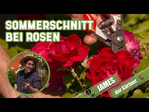 Video: Blühen Lobelien den ganzen Sommer?