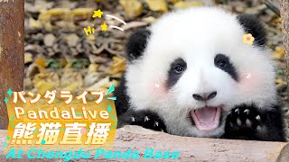 Panda 24/7 Hd Live At Chengdu Panda Base