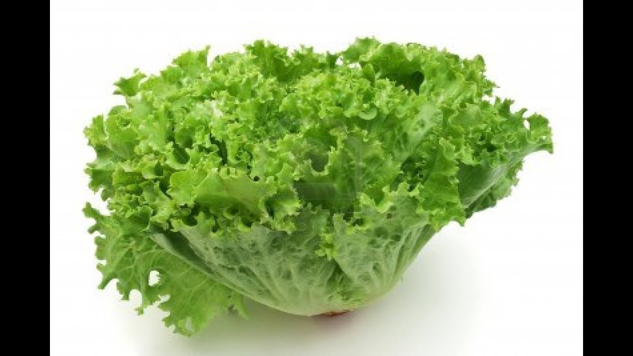 Para que sirve la lechuga Para que sirve la lechuga