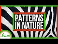 The Link Between Zebra Stripes and Sand Dunes | Natural Patterns