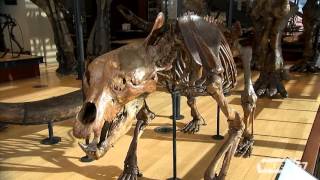 Unique Museums: Beneski Museum | Connecting Point | Feb. 10, 2016(Located on the campus of Amherst College, the Beneski Museum of Natural History is one of New England's largest natural history museums. With more than ..., 2016-02-11T14:51:20.000Z)