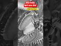 insect Life Photography Pintu स्वामी, #insects #viral #tranding #shortsviral #shorts #horror #funny
