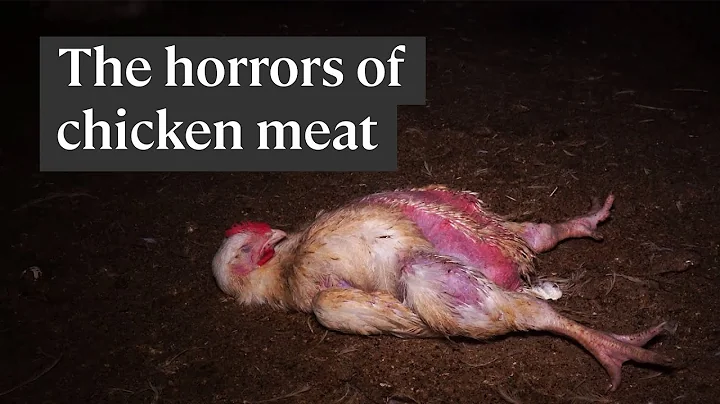 The horrifying truth of how chicken meat is produced - DayDayNews