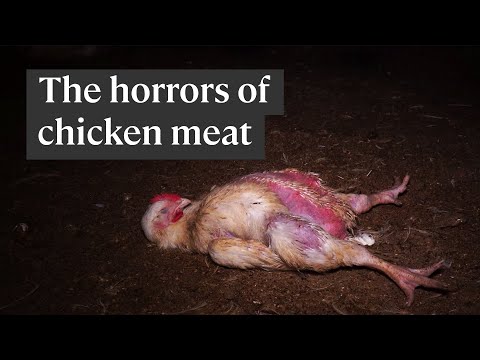 Déi schrecklech Wourecht wéi Pouletfleesch produzéiert gëtt