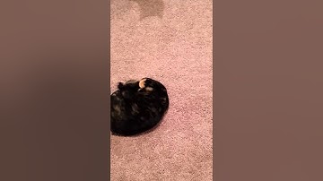 Catnip after effects