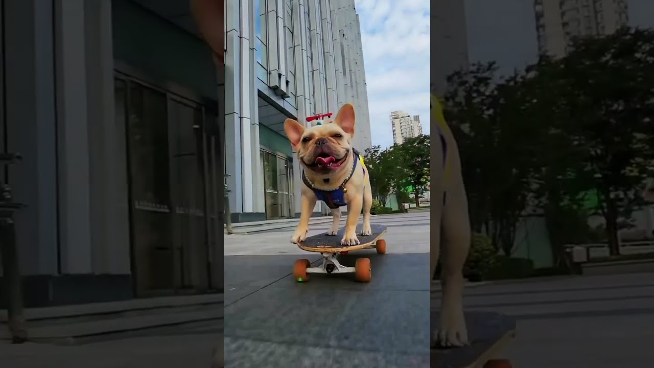 Funny Dog Skateboard | Skateboard | Bull Dog Skateboarding - YouTube