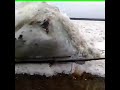 Чудовищный ледоход. Республика Саха (Якутия), Джебарики-Хая
