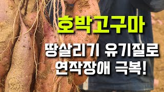 호박고구마 땅살리기 유기질로 연작장애 극복!