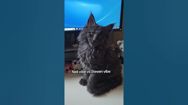 Video 7478381: mainecoon britishshorthair, britishshorthair kitten, cat house