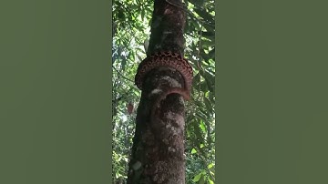 BIG SNAKE CLIMBING TREE🐍🐍🐍🐍😱😱😱😱MUST WATCH THIS SNAKE