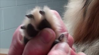 Cutting dog toenails too short...Oh Boy! by PetPrepper 49,426 views 7 years ago 4 minutes, 51 seconds