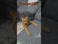 ORANGE CAT BEHAVIOR