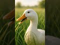 Happy White Duck Eating Long Grass | Relaxing & Natural 🌿 #animalanimation #duck  #relaxing #cute
