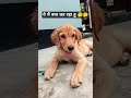 ye main kya kar raha hu #youtubeshorts #funny #goldenretriever #shortsfeed #shorts #puppylove #cute