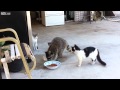 Raccoon steals cat food then runs away on 2 legs