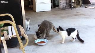 Raccoon steals cat food then runs away on 2 legs