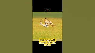 شاهد سرعة الفهد ولكن الغزال مراوغ خطير 