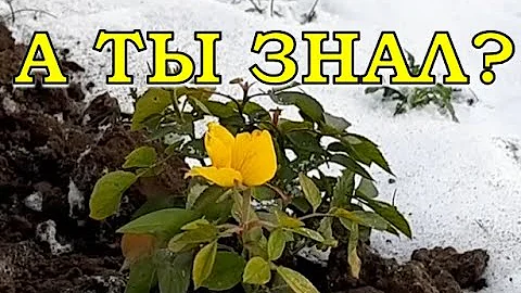 РОЗЫ🌹🌹🌹: укрывать или не укрывать в зиму?❄❄❄