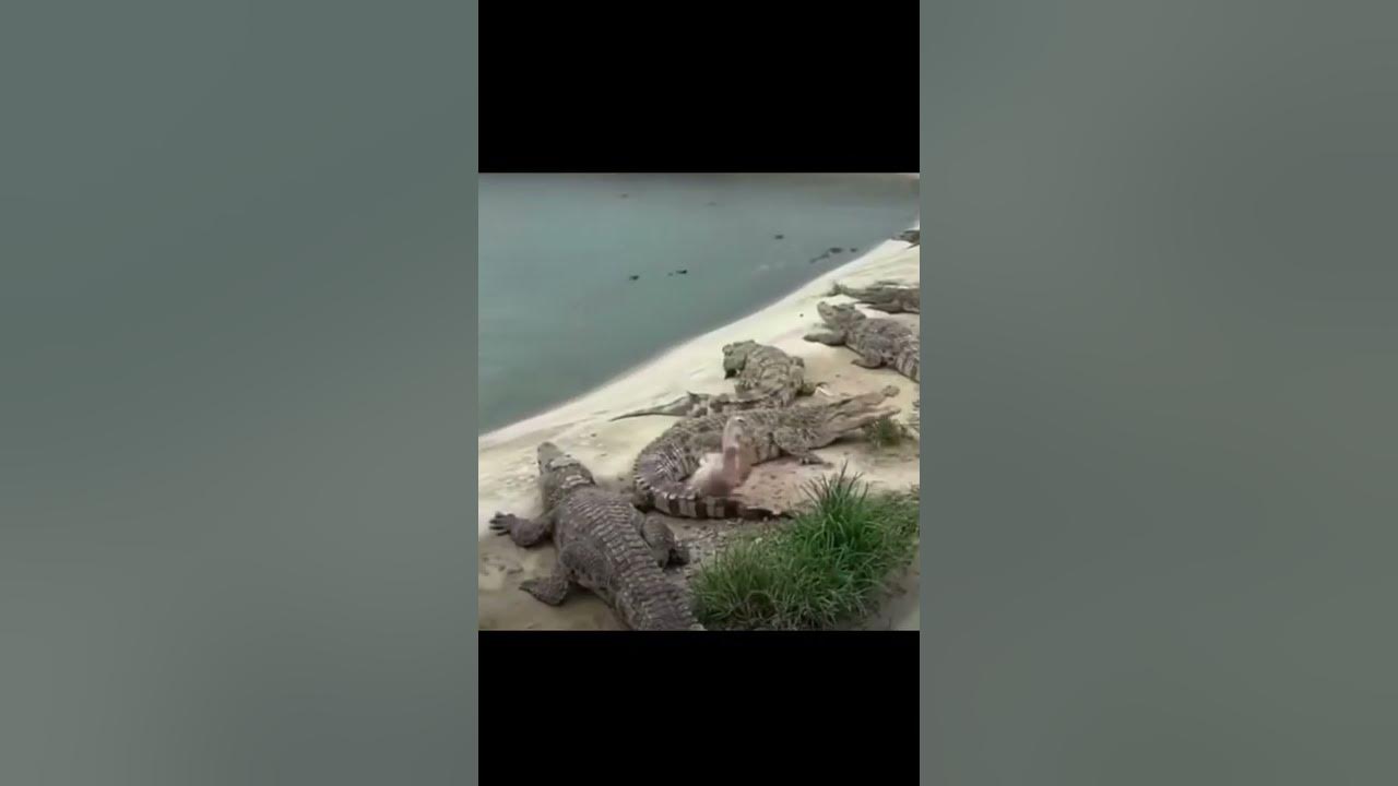 🤯😱 DUMBO!!! Duck Escapes Crocodiles Dummy Duck Gets Lucky Duck vs Crocodiles Truth Or Dare 