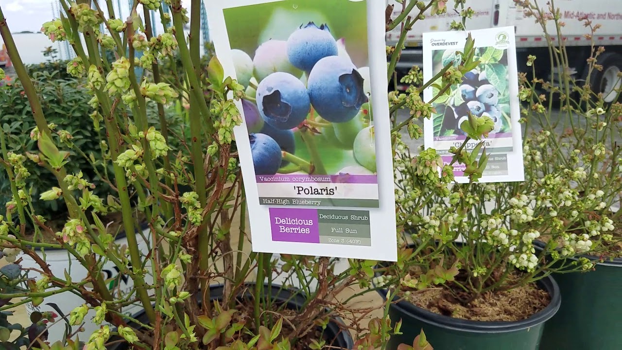 BLUEBERRIES // 'Polaris', 'Blueray' & 'Chippewa'