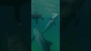 Underwater with Dolphins #shorts #travel #adventure #naturephotography #underwater
