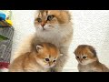 The love and care of a mom cat for her babies