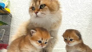 The love and care of a mom cat for her babies