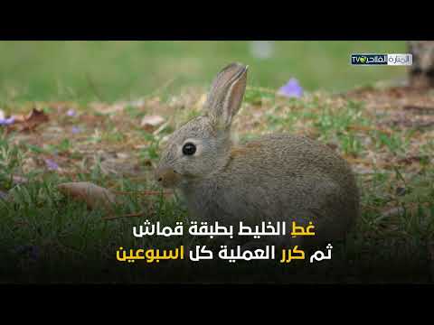 فيديو: سماد الأرانب: استخدام سماد الأرانب في الحديقة