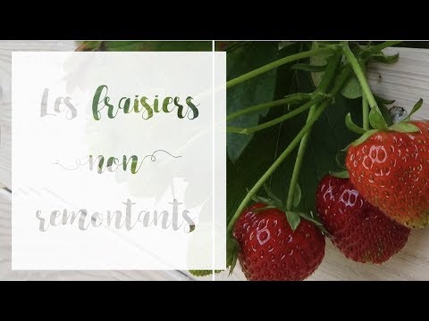 Vidéo: Fraise De Nami. Variétés De Fraises Populaires En Italie