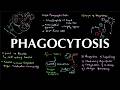 How Phagocytosis Works | Immune Cell Defense &amp; Pathogen Destruction Made Easy