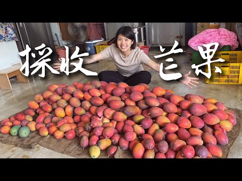 【採收芒果】從未吃過的芒果大餐！ 從開花疏果到包裝運送 芒果全記錄（南化百瑩果菜運銷合作社）