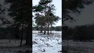Ice-cold Dutch Winter Pt2 | Watch Full Nature Walk in 4K on Channel! | #winter #4k #snow #nature