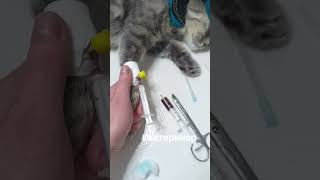 аналіз крові у кішки.