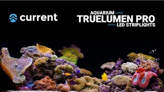 TrueLumen PRO LEDs lighting an amazing soft coral reef aquarium