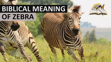 Cosa simboleggia la zebra?
