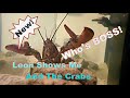 Leon Shows Me &amp; The Crabs Who&#39;s Boss